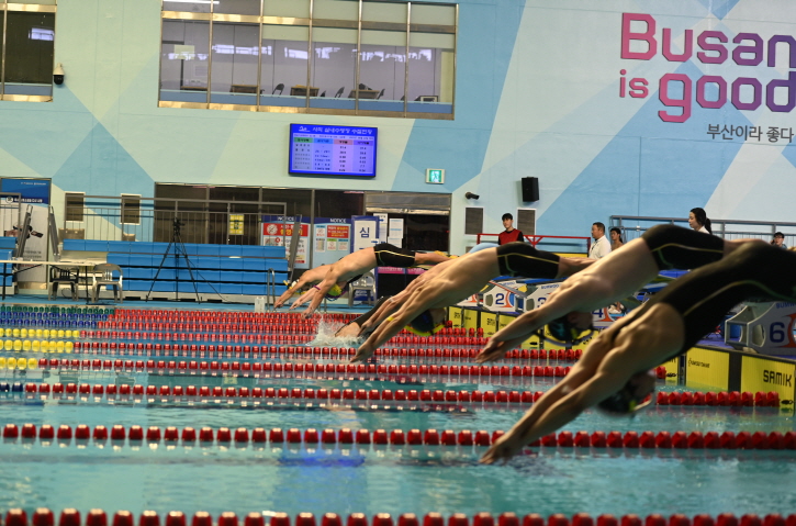제37회 전국종별핀수영선수권대회